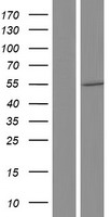 NKIAMRE (CDKL3) Human Over-expression Lysate