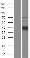 KLF3 Human Over-expression Lysate