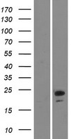 Ninjurin2 (NINJ2) Human Over-expression Lysate