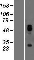 IER5 Human Over-expression Lysate