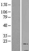 GNG13 Human Over-expression Lysate