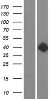 Dopamine D2 Receptor (DRD2) Human Over-expression Lysate