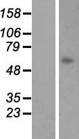 LGSN Human Over-expression Lysate