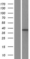 SLC25A37 Human Over-expression Lysate