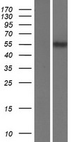 SLC22A17 Human Over-expression Lysate