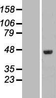 FAM53C Human Over-expression Lysate