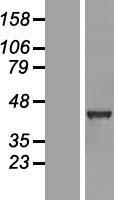 GABPB2 (GABPB1) Human Over-expression Lysate