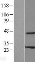 C8orf55 (THEM6) Human Over-expression Lysate