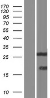 Neugrin (NGRN) Human Over-expression Lysate
