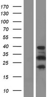 PRR16 Human Over-expression Lysate