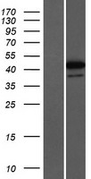 ZNF771 Human Over-expression Lysate