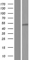 OAS1 Human Over-expression Lysate