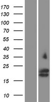 Glycophorin C (GYPC) Human Over-expression Lysate