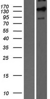 PER3 Human Over-expression Lysate