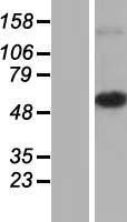 MRPS30 Human Over-expression Lysate