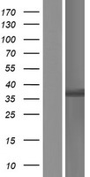 HOXC13 Human Over-expression Lysate