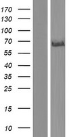DLL3 Human Over-expression Lysate
