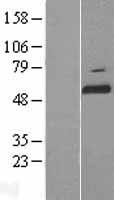 AMPK gamma 3 (PRKAG3) Human Over-expression Lysate