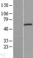 ADA2 Human Over-expression Lysate