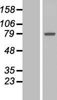 GALNT7 Human Over-expression Lysate