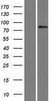 SIX homeobox 4 (SIX4) Human Over-expression Lysate