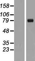 IL1RAPL2 Human Over-expression Lysate