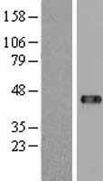 UBP43 (USP18) Human Over-expression Lysate