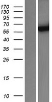 Cytochrome P450 3A4 (CYP3A4) Human Over-expression Lysate