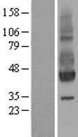 NPTN Human Over-expression Lysate