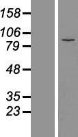 MDM1 Human Over-expression Lysate