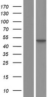 SETD4 Human Over-expression Lysate