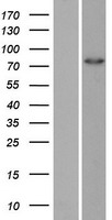 ZRANB1 Human Over-expression Lysate