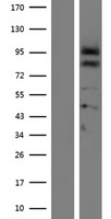 Proprotein convertase PC4 (PCSK4) Human Over-expression Lysate