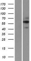 FA20A (FAM20A) Human Over-expression Lysate