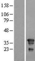 FNDC8 Human Over-expression Lysate