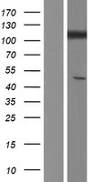 GRID1 Human Over-expression Lysate