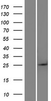 BTG4 Human Over-expression Lysate