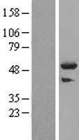 TRIM44 Human Over-expression Lysate