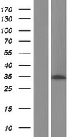 ALKBH4 Human Over-expression Lysate