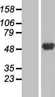 ANKRD10 Human Over-expression Lysate