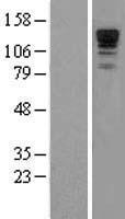Neurabin 1 (PPP1R9A) Human Over-expression Lysate