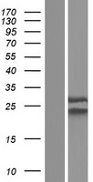 NUP62CL Human Over-expression Lysate