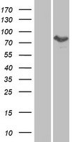 MTMR8 Human Over-expression Lysate