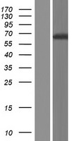 GIN1 Human Over-expression Lysate