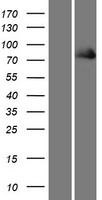 Kindlin (FERMT1) Human Over-expression Lysate