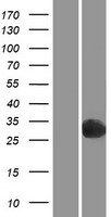 PGPEP1 Human Over-expression Lysate