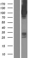 ASAP3 Human Over-expression Lysate