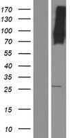 MFSD6 Human Over-expression Lysate
