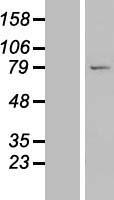LRRC49 Human Over-expression Lysate