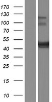BSPRY Human Over-expression Lysate